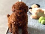 Toy poodle kore kan yavrumuz en miniğinden