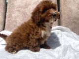 Mini Boy Red Maltipoo Oğlumuz