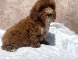 Mini Boy Red Maltipoo Oğlumuz