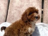 Mini Boy Red Maltipoo Oğlumuz