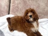 mini boy red maltipoo oğlumuz