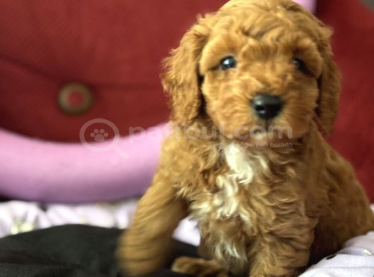 Harika Apricot Ve Kahve Toy Poodle Yavrularımız