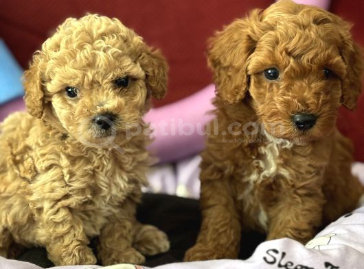 Harika Apricot Ve Kahve Toy Poodle Yavrularımız görsel