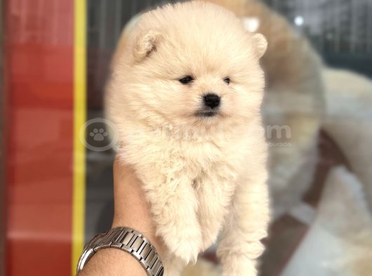Pomeranian Miniğimiz Için Arayabilirsiniz görsel