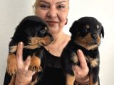 Muhteşem Koca Kafa Rottweiller Yavrularımız