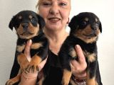 Muhteşem Koca Kafa Rottweiller Yavrularımız