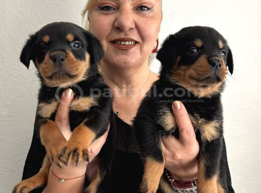 Muhteşem Koca Kafa Rottweiller Yavrularımız görsel