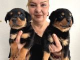 Muhteşem Koca Kafa Rottweiller Yavrularımız