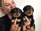 Muhteşem Koca Kafa Rottweiller Yavrularımız