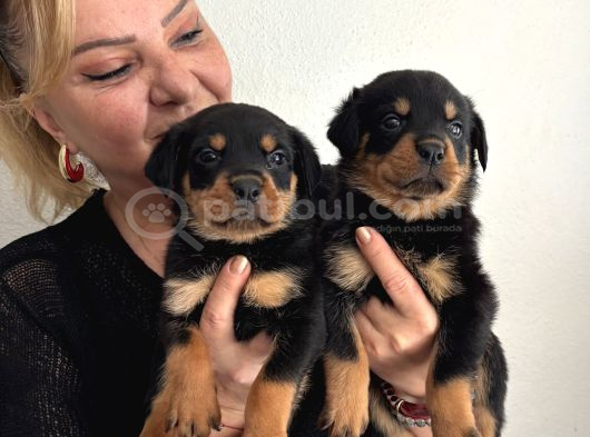Muhteşem Koca Kafa Rottweiler Yavrularımız görsel
