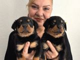 Muhteşem Koca Kafa Rottweiller Yavrularımız