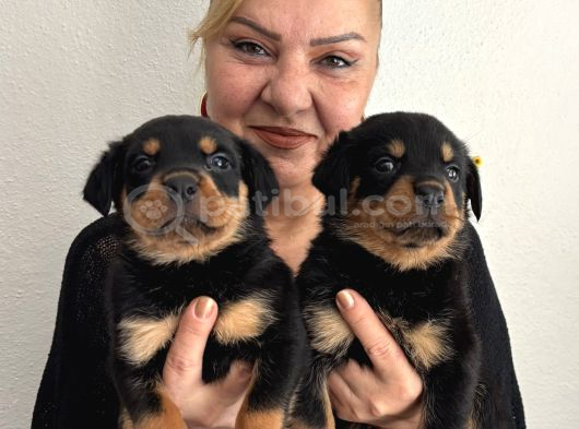 Muhteşem Koca Kafa Rottweiller Yavrularımız görsel