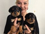 Muhteşem koca kafa rottweiler yavrularımız