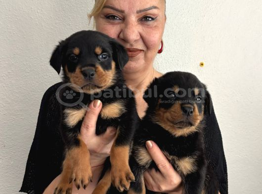Muhteşem koca kafa rottweiler yavrularımız