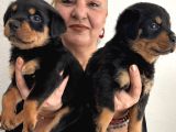 Muhteşem Koca Kafa Rottweiller Yavrularımız