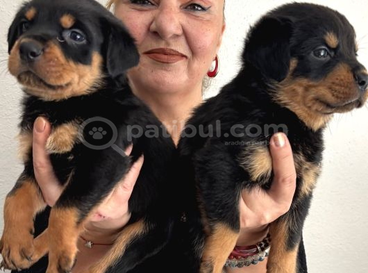 Muhteşem Koca Kafa Rottweiler Yavrularımız görsel