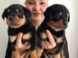 Muhteşem Koca Kafa Rottweiller Yavrularımız