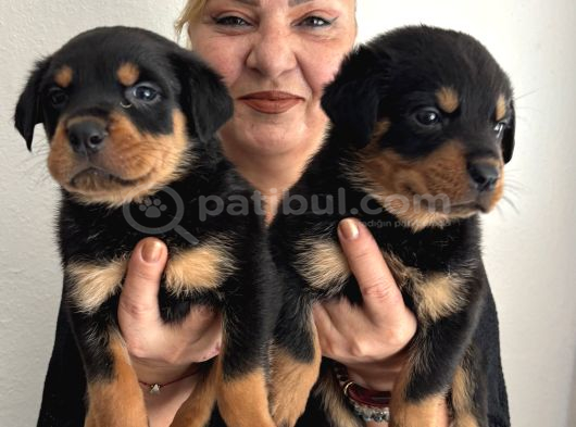 Muhteşem Koca Kafa Rottweiler Yavrularımız görsel