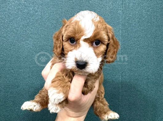 Mi̇ni̇ Boy Malti̇poo Bebekler