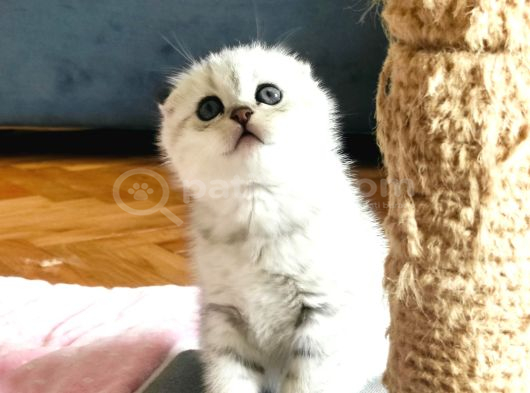 Silver Scottish Fold görsel