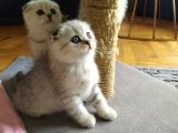 Silver Scottish Fold