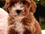 Malti̇poo Ci̇nsi̇ Yavrular Ev Üreti̇mi̇