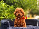 Kızıl Kahve Güzellikler Toy Poodle Bebekler