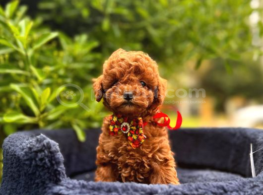 Kızıl Kahve Güzellikler Toy Poodle Bebekler