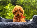 Kızıl Kahve Güzellikler Toy Poodle Bebekler