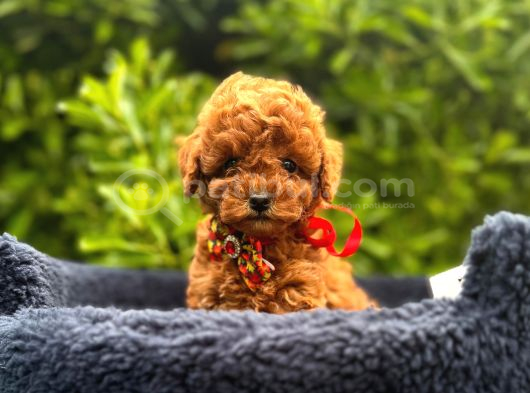 Kızıl Kahve Güzellikler Toy Poodle Bebekler görsel