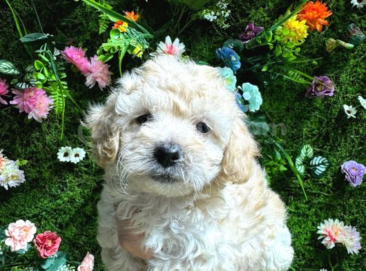 Baby Face Malti̇poo Bebekler