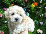 Baby Face Malti̇poo Bebekler