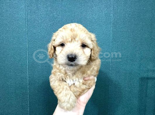 En Minik Boy Maltipoo Bebekler görsel