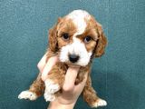 Mi̇ni̇ Boy Malti̇poo Bebekler
