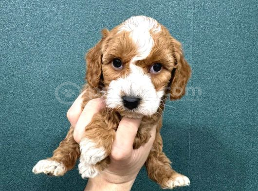 Mi̇ni̇ Boy Malti̇poo Bebekler görsel