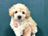 en minik boy maltipoo bebekler
