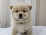 Chow Chow Çi̇n Aslani