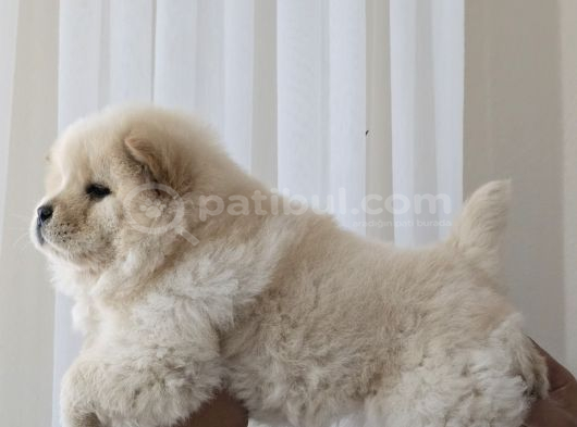 Chow Chow Çi̇n Aslani görsel