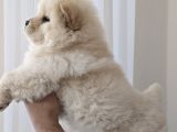 Chow Chow Çi̇n Aslani