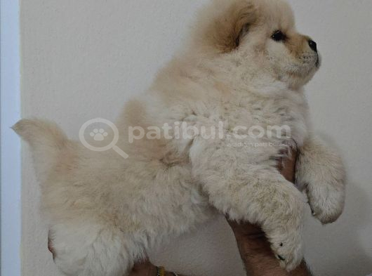 Chow Chow Çi̇n Aslani görsel