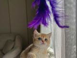 Golden British Shorthair Ny11 Full Şecereli̇
