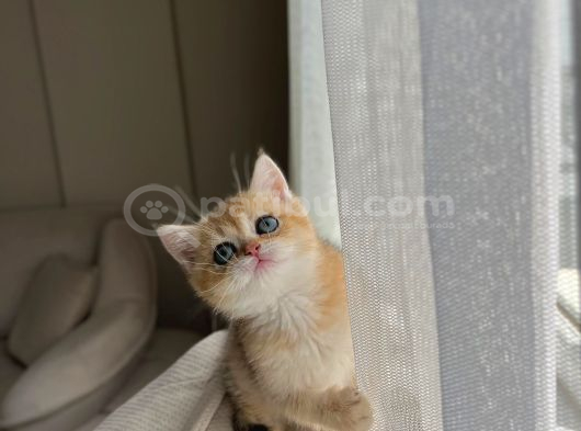 Golden British Shorthair Ny11 Full Şecereli̇ görsel