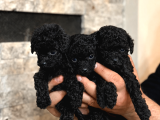 KORE KANN BLACK POODLE
