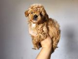 Malti̇poo Ci̇nsi̇ Yavrular Ev Üreti̇mi̇