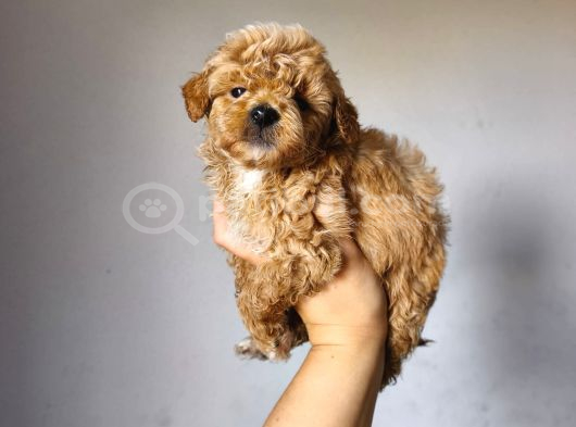 Malti̇poo Ci̇nsi̇ Yavrular Ev Üreti̇mi̇ görsel