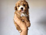 Malti̇poo Ci̇nsi̇ Yavrular Ev Üreti̇mi̇