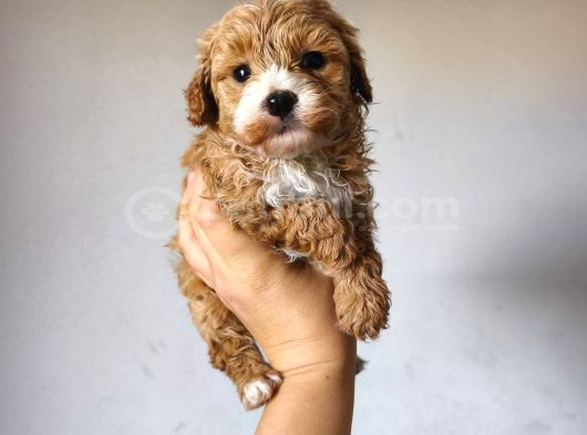 Malti̇poo Ci̇nsi̇ Yavrular Ev Üreti̇mi̇ görsel