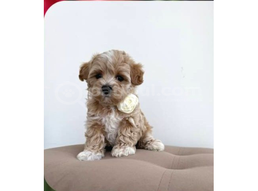 Malti̇poo Ci̇nsi̇ Yavrular Ev Üreti̇mi̇