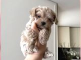 Malti̇poo Ci̇nsi̇ Yavrular Ev Üreti̇mi̇
