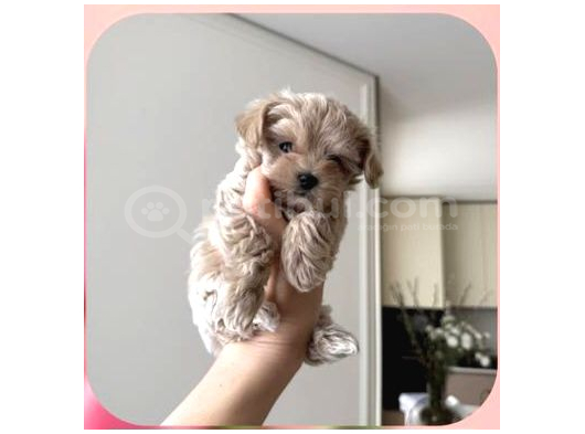 Malti̇poo Ci̇nsi̇ Yavrular Ev Üreti̇mi̇ görsel